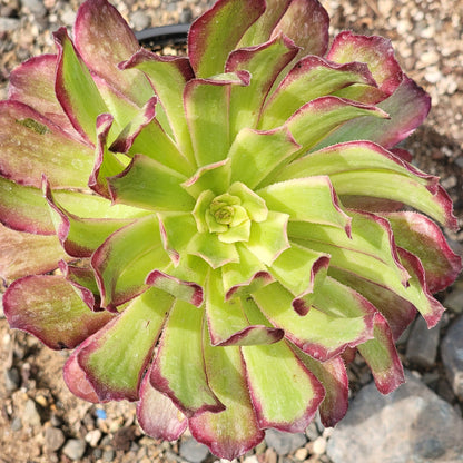 Aeonium 'Fiesta' Yellow