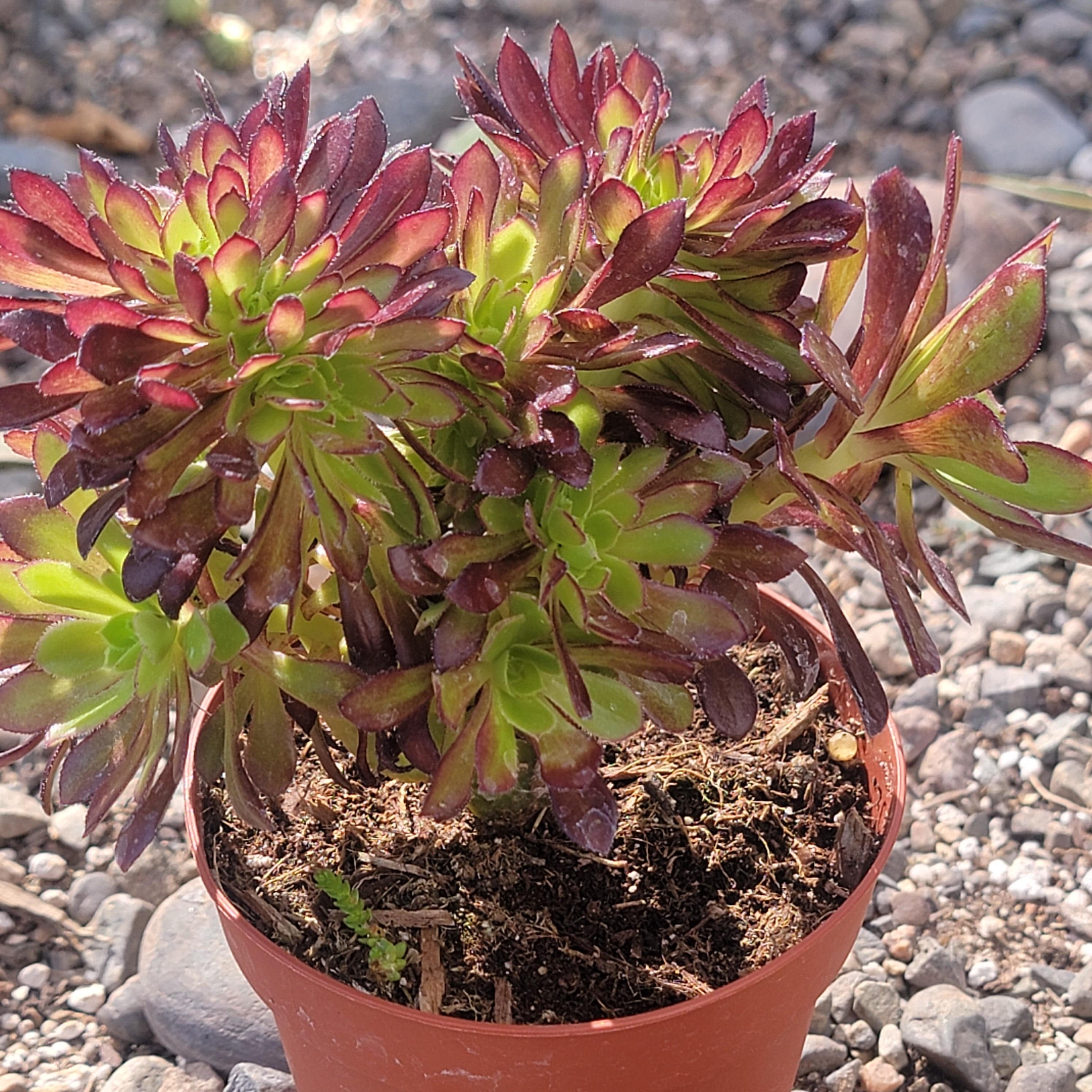 Large Aeonium Firecracker popular