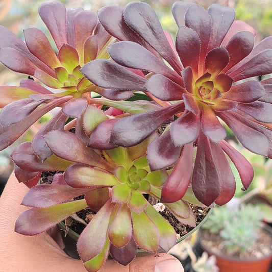 Aeonium 'Garnet'