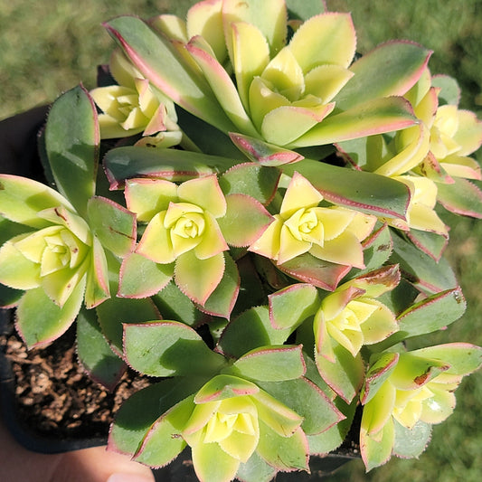 DesertScapeSucculent Succulent Single 4A Var. Aeonium Haworthii Tricolor