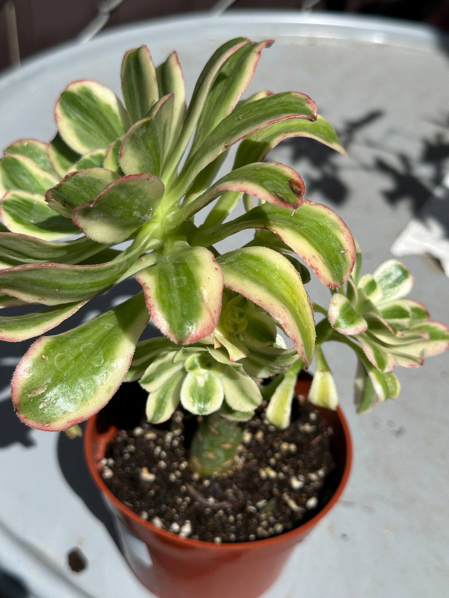 Aeonium 'Icicles' - 4 Inch Assorted - Succulent - DesertScapeSucculent