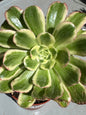 Aeonium 'Icicles' - 4 Inch Assorted - Succulent - DesertScapeSucculent