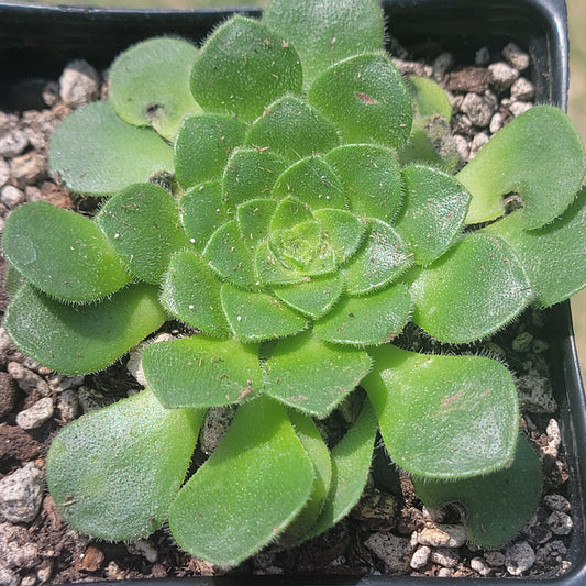 Aeonium 'Jolly Clusters'