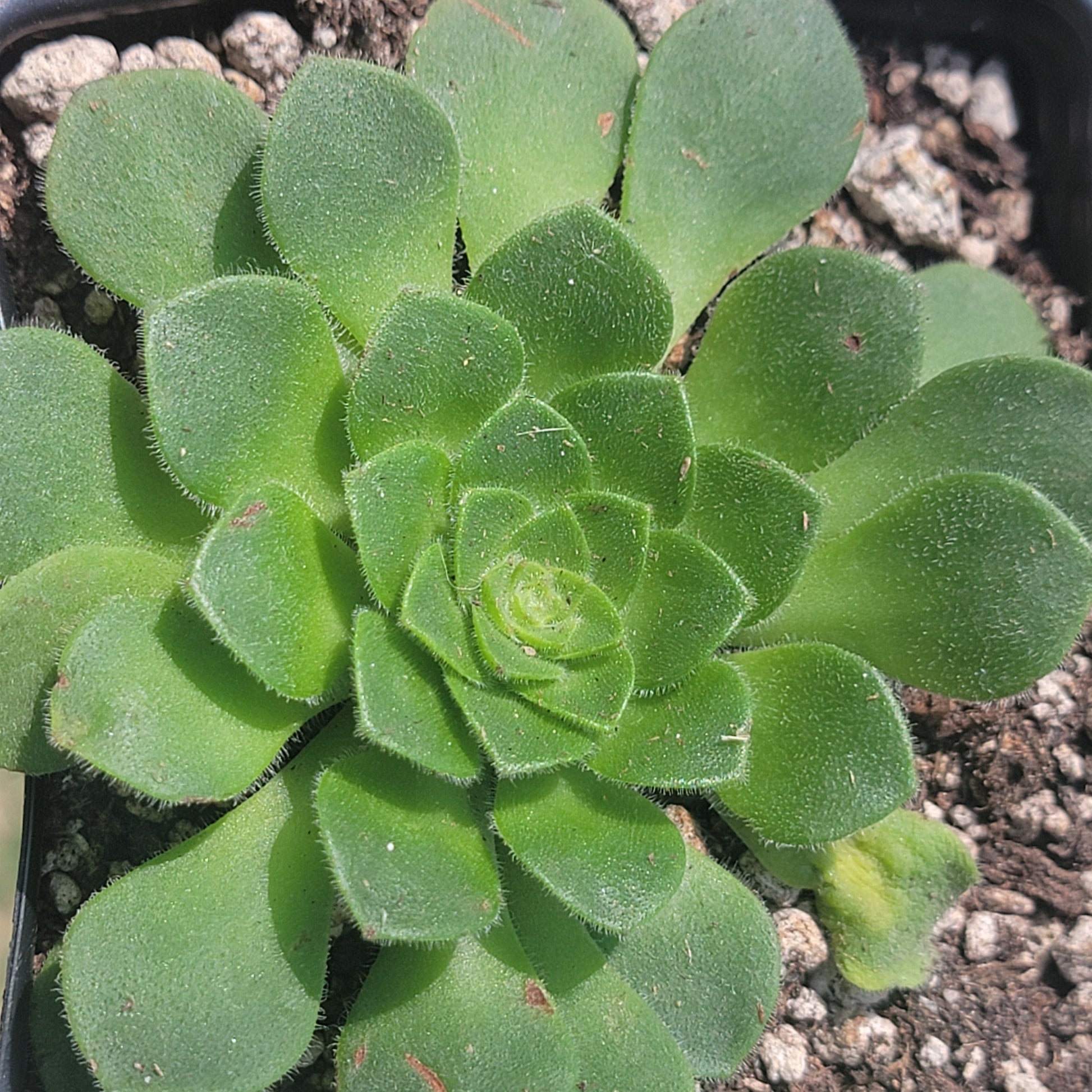 Aeonium 'Jolly Clusters' - Single 3.5 Inch B - Succulent - DesertScapeSucculent