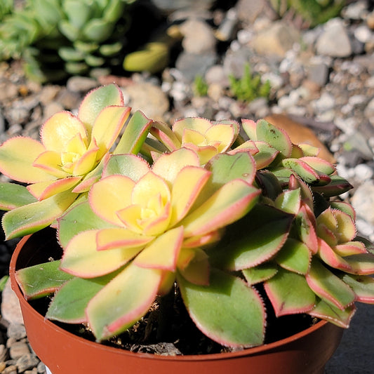 DesertScapeSucculent Succulent Aeonium 'Kiwi'