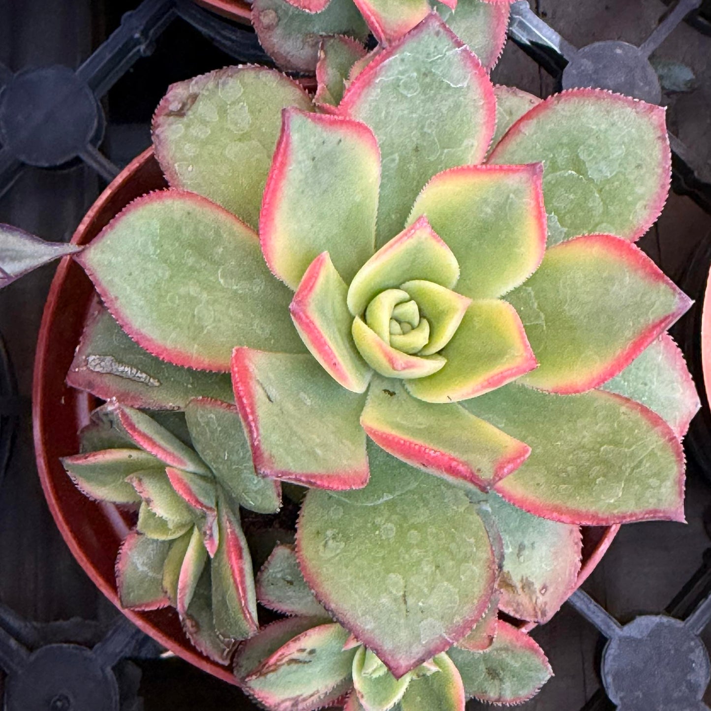 Aeonium 'Kiwi' - 4 Inch Assorted - Succulent - DesertScapeSucculent