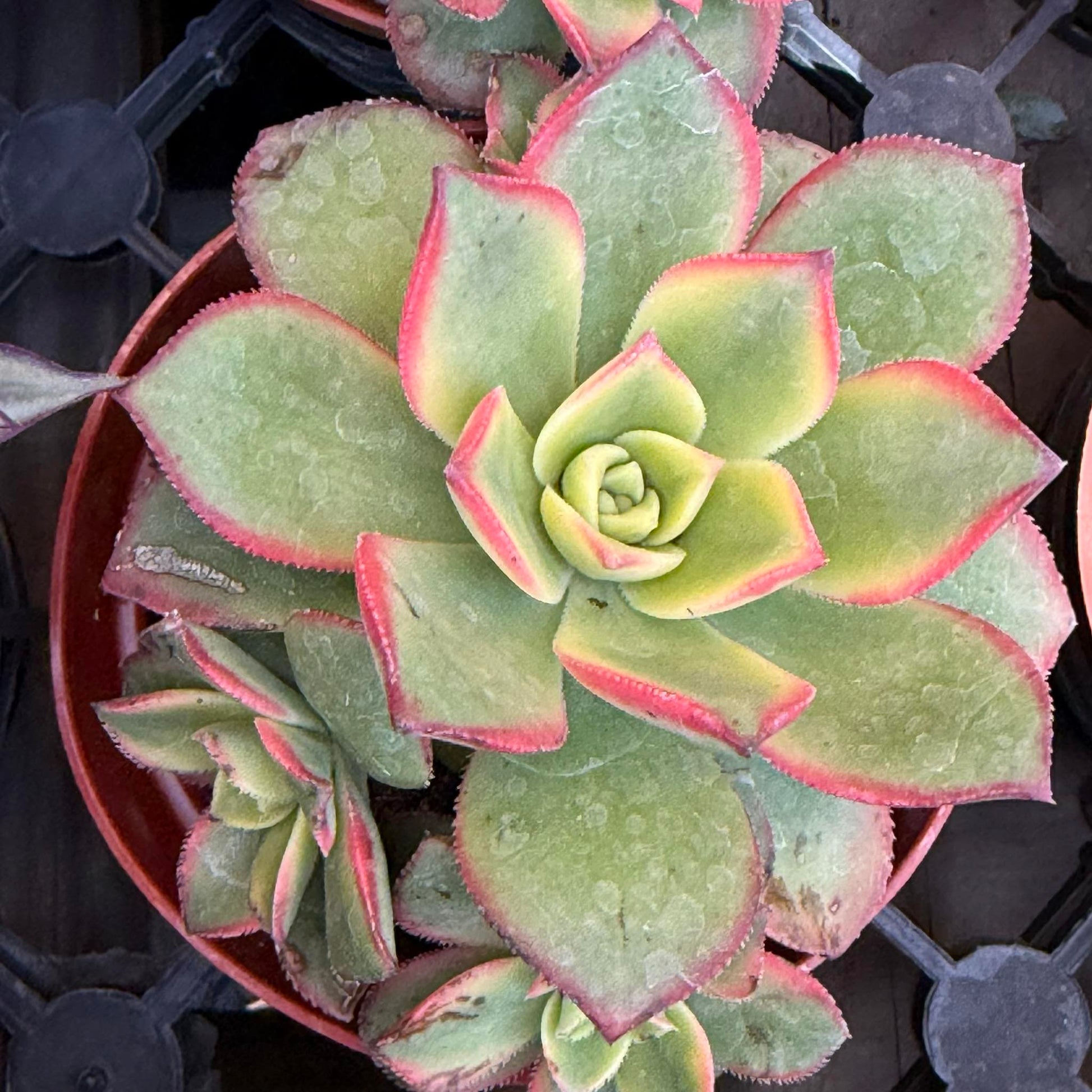Aeonium 'Kiwi' - 4 Inch Assorted - Succulent - DesertScapeSucculent