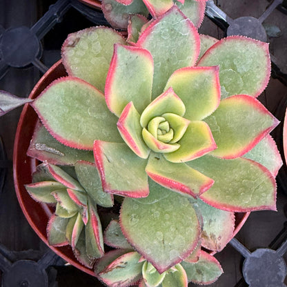 Aeonium 'Kiwi' - 4 Inch Assorted - Succulent - DesertScapeSucculent