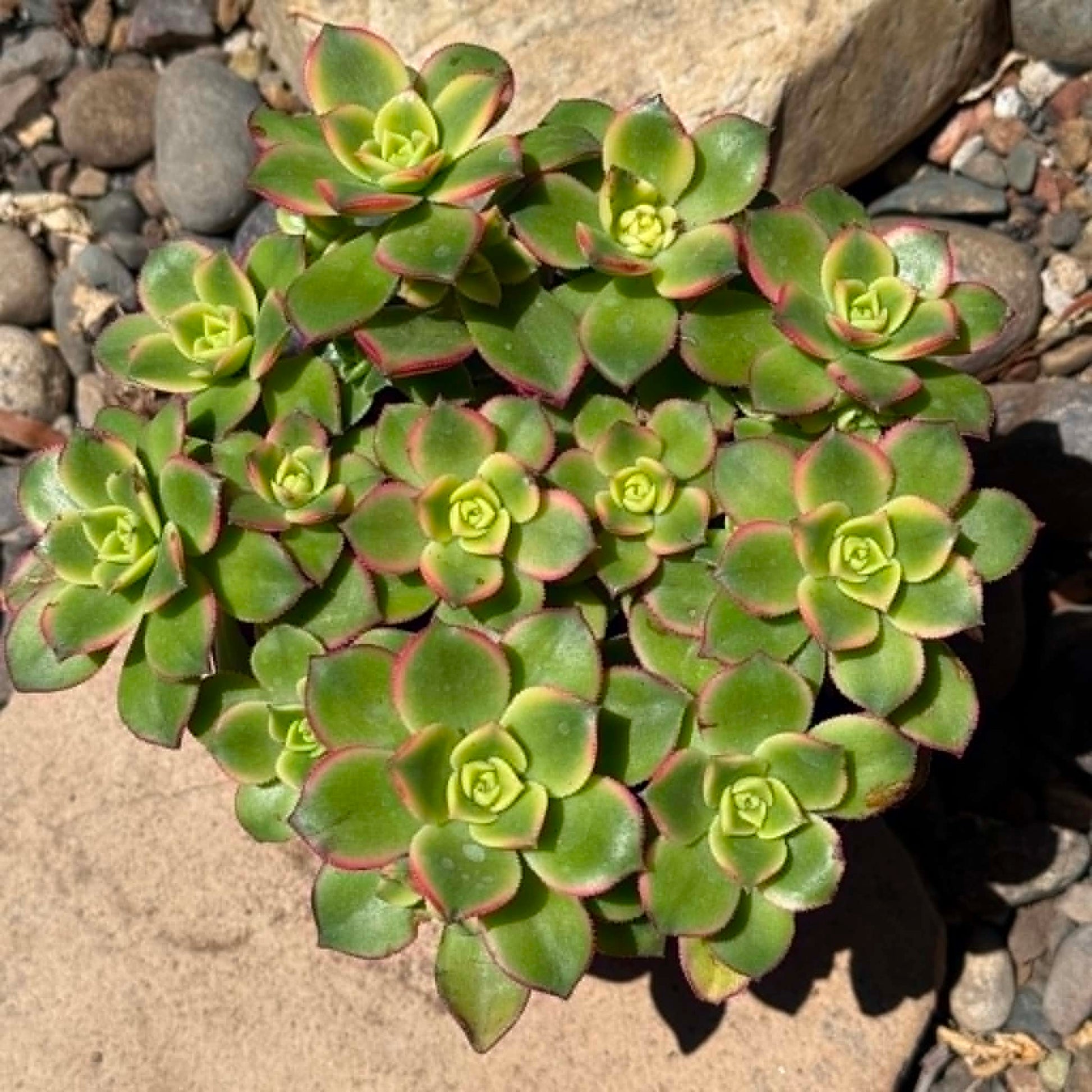 DesertScapeSucculent Succulent Aeonium 'Kiwi'