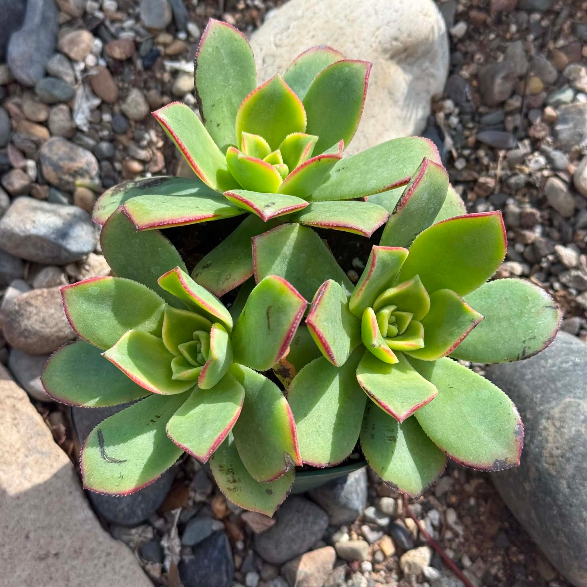 DesertScapeSucculent Succulent Aeonium 'Kiwi'