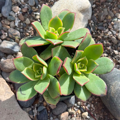 DesertScapeSucculent Succulent Aeonium 'Kiwi'
