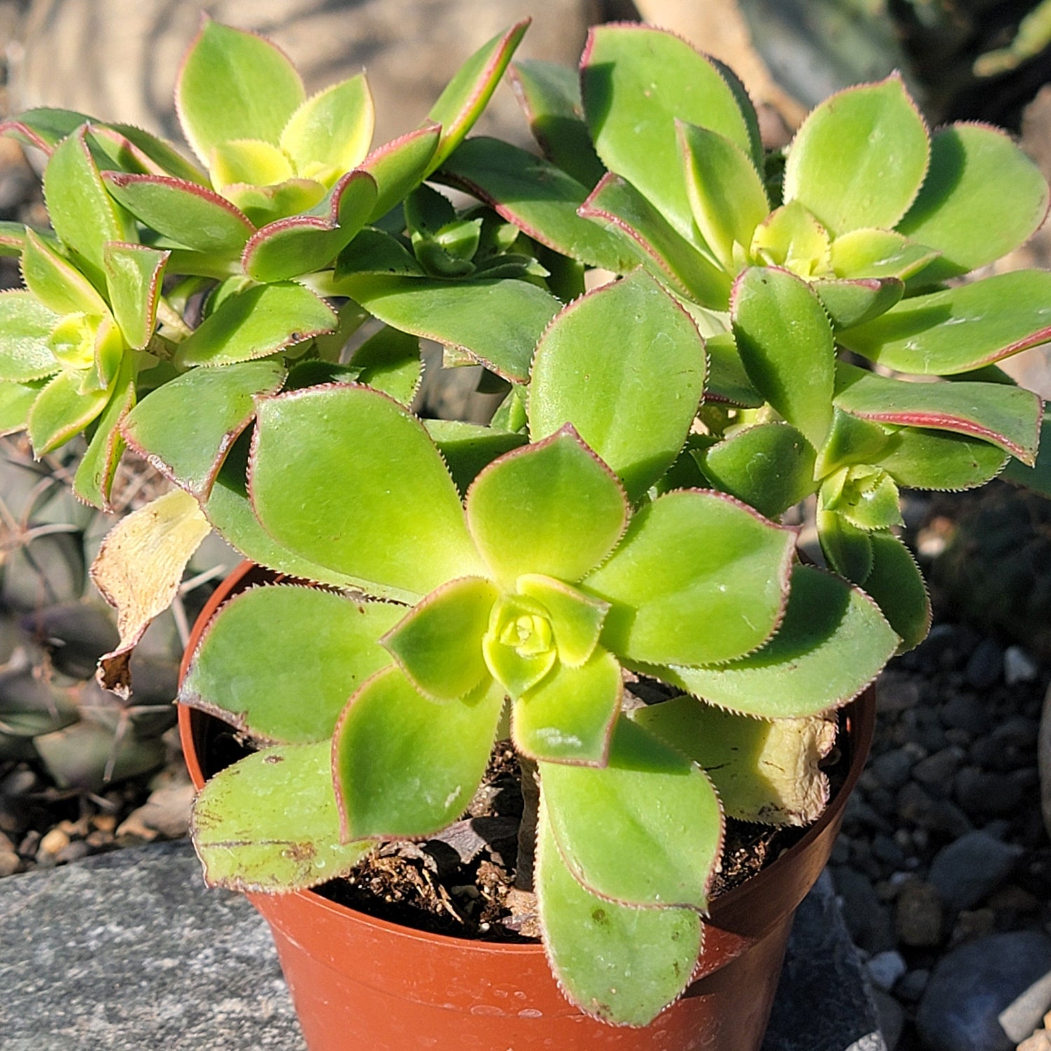 DesertScapeSucculent Succulent 4" Assorted Aeonium 'Kiwi'