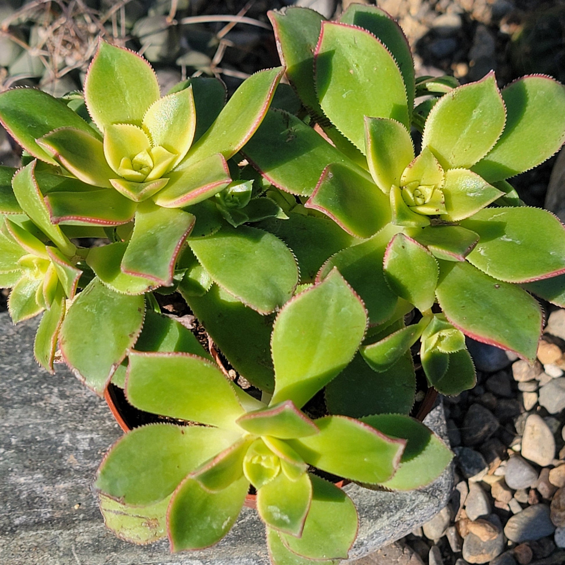 DesertScapeSucculent Succulent 4" Assorted Aeonium 'Kiwi'