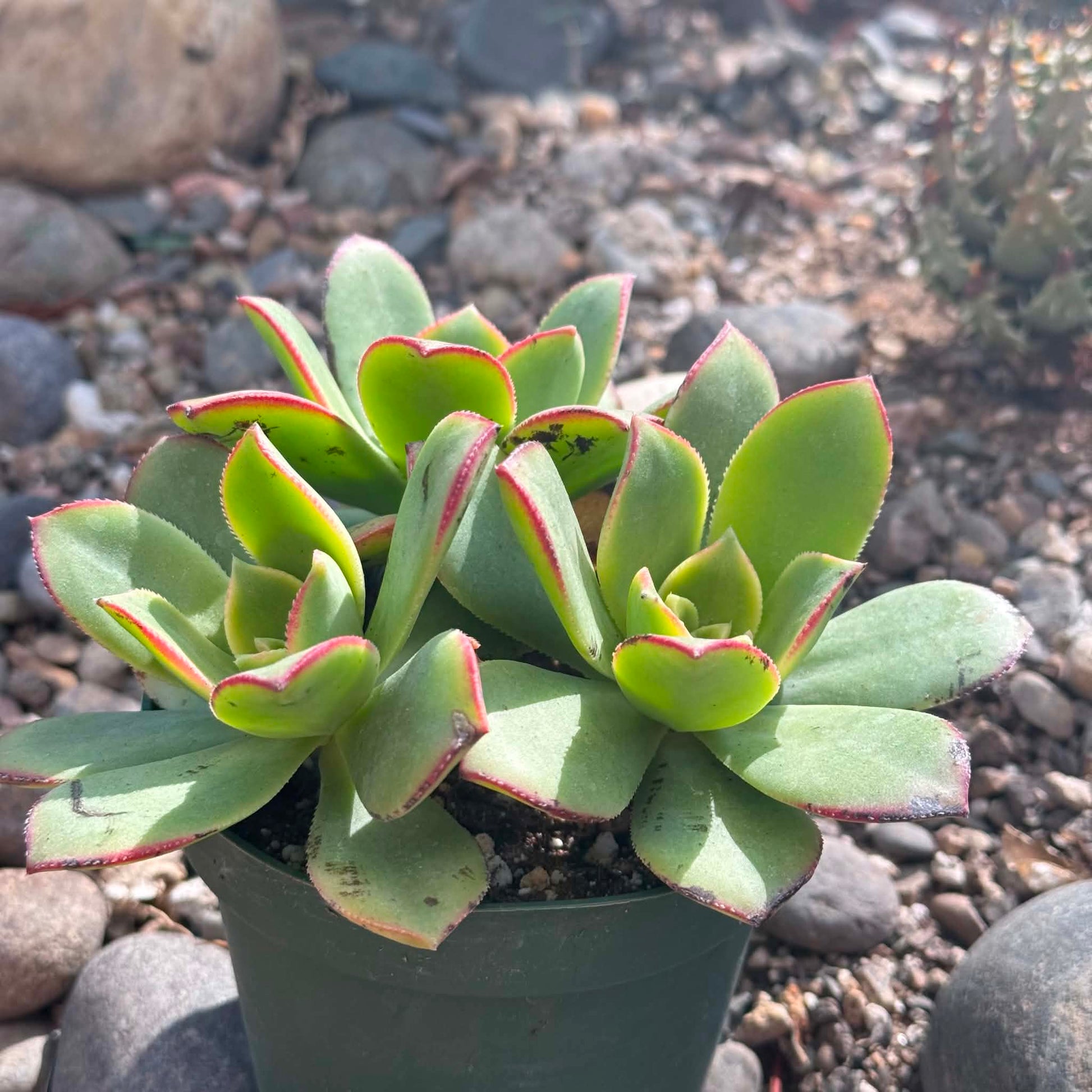 DesertScapeSucculent Succulent 4 Inch Aeonium 'Kiwi'