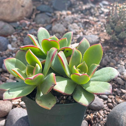 DesertScapeSucculent Succulent 4 Inch Aeonium 'Kiwi'