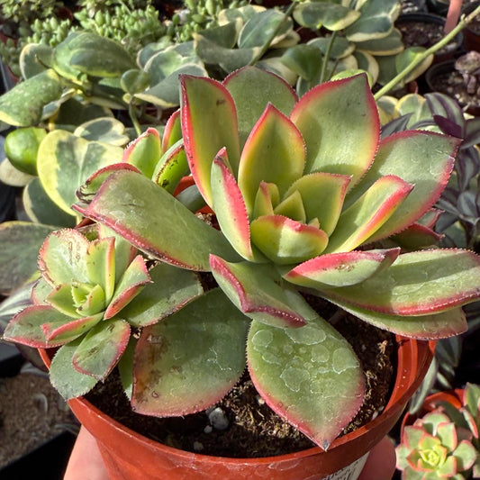 Aeonium 'Kiwi' - 4 Inch Assorted - Succulent - DesertScapeSucculent
