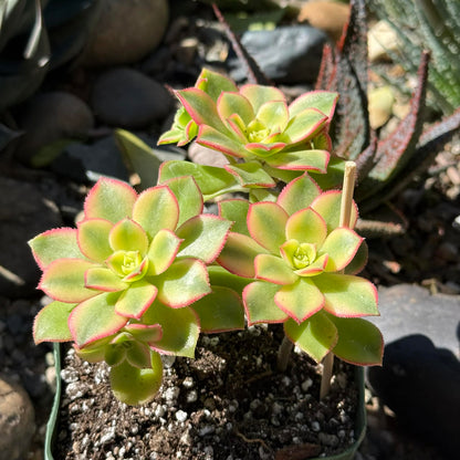 succulent aeonium kiwi Aeonium 'Kiwi' – DesertScapeSucculent