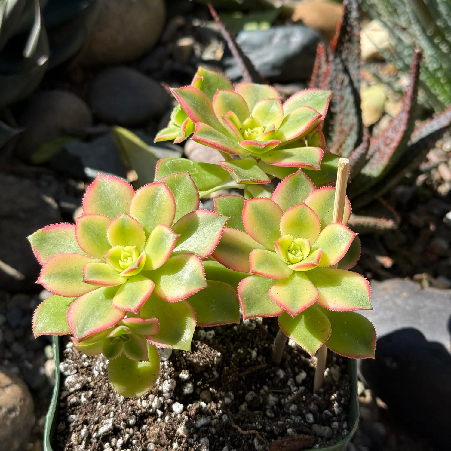 DesertScapeSucculent Succulent 4 Inch Assorted Aeonium 'Kiwi'
