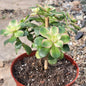 Aeonium 'Kiwi' - 6 Inch Assorted - Succulent - DesertScapeSucculent