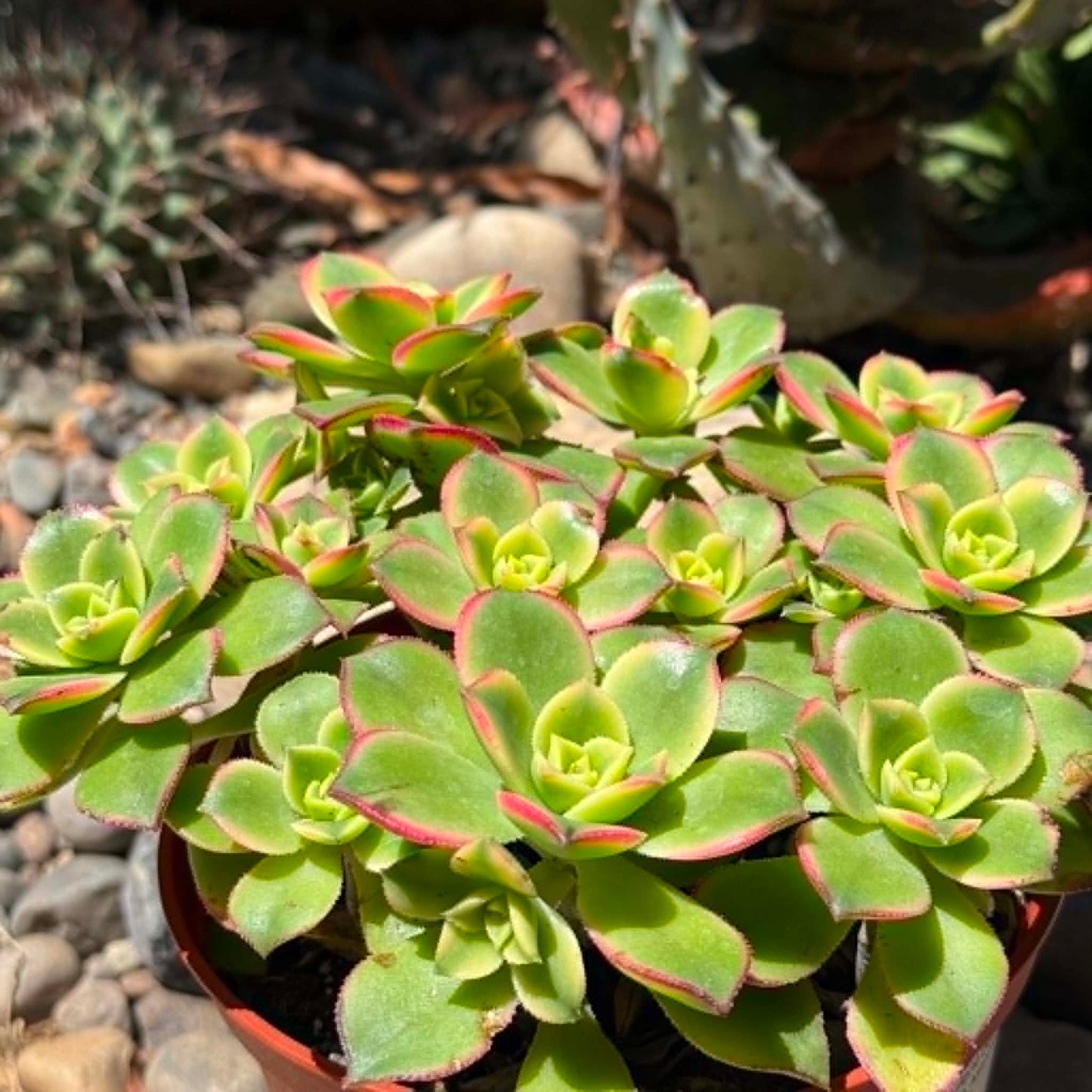 DesertScapeSucculent Succulent 6 Inch Assorted Aeonium 'Kiwi'