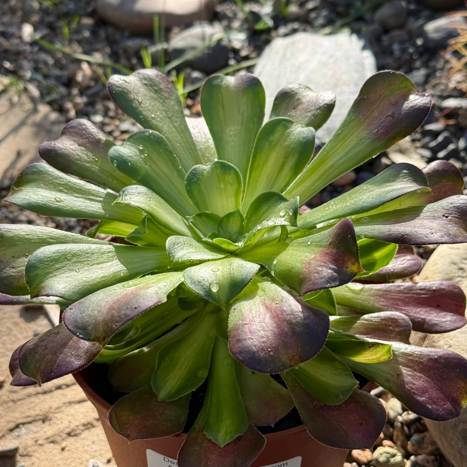 Aeonium 'Lemon Lime' - 6 Inch - Succulent - DesertScapeSucculent