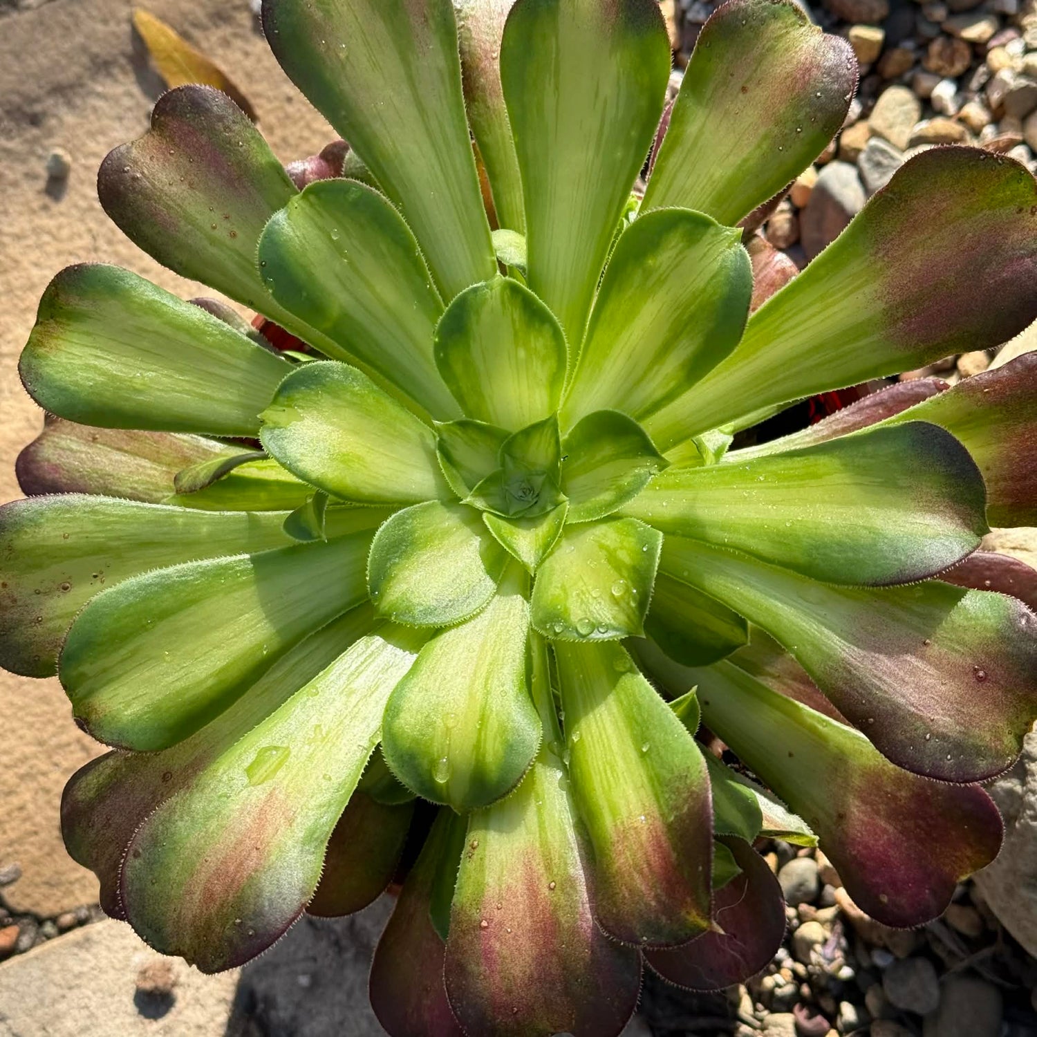 Aeonium 'Lemon Lime' - 6 Inch - Succulent - DesertScapeSucculent