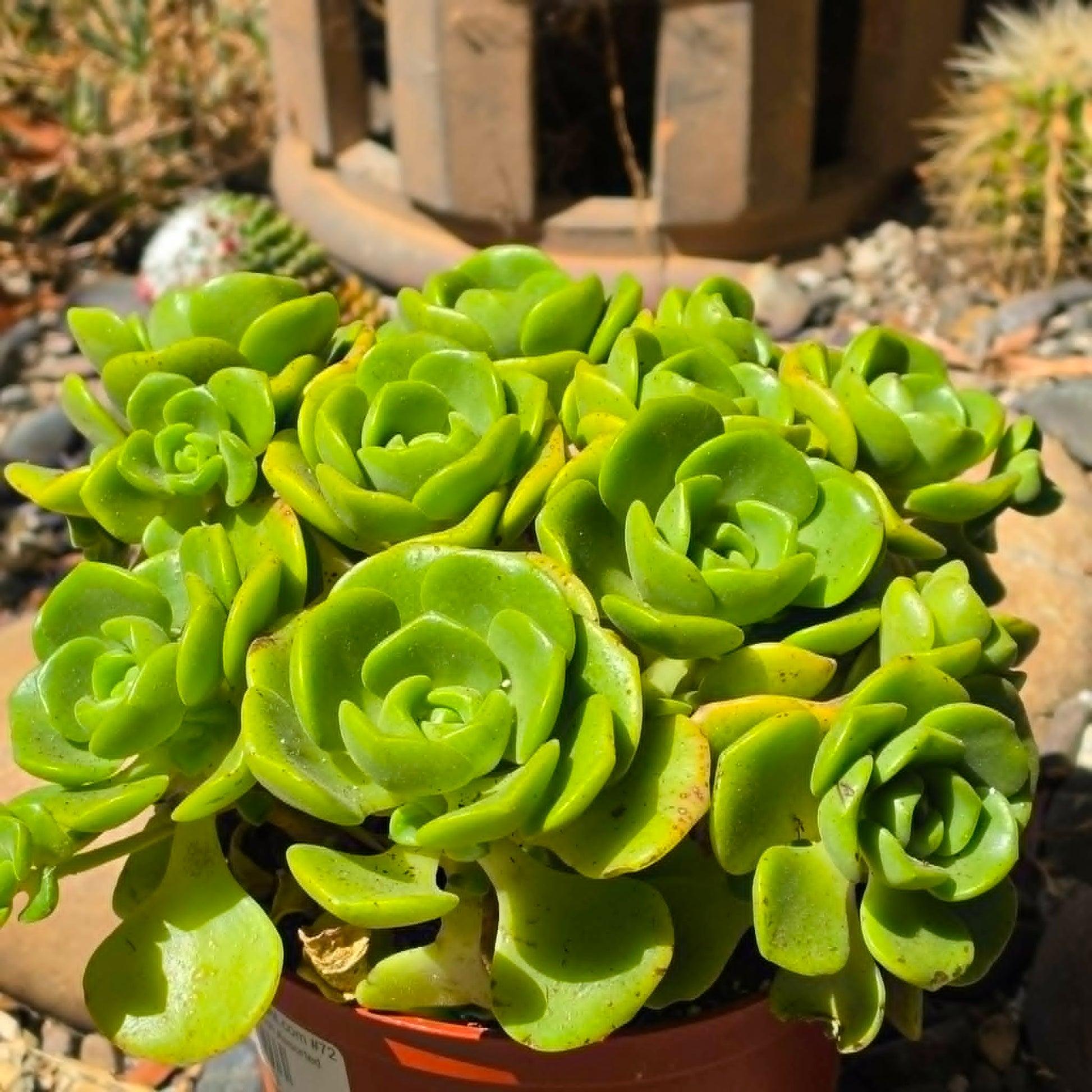 DesertScapeSucculent Succulent Aeonium 'Lilypad'