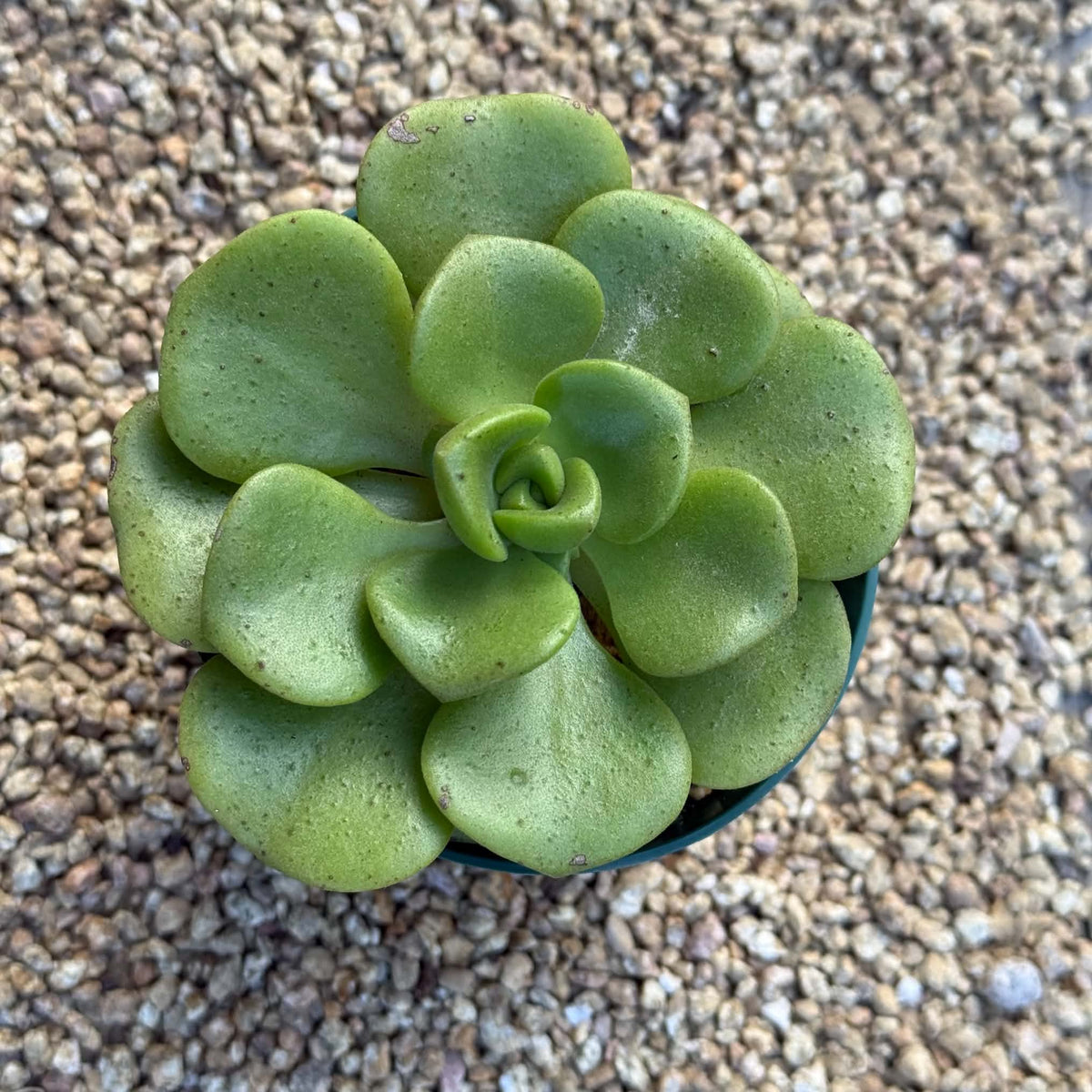 DesertScapeSucculent Succulent Aeonium 'Lilypad'
