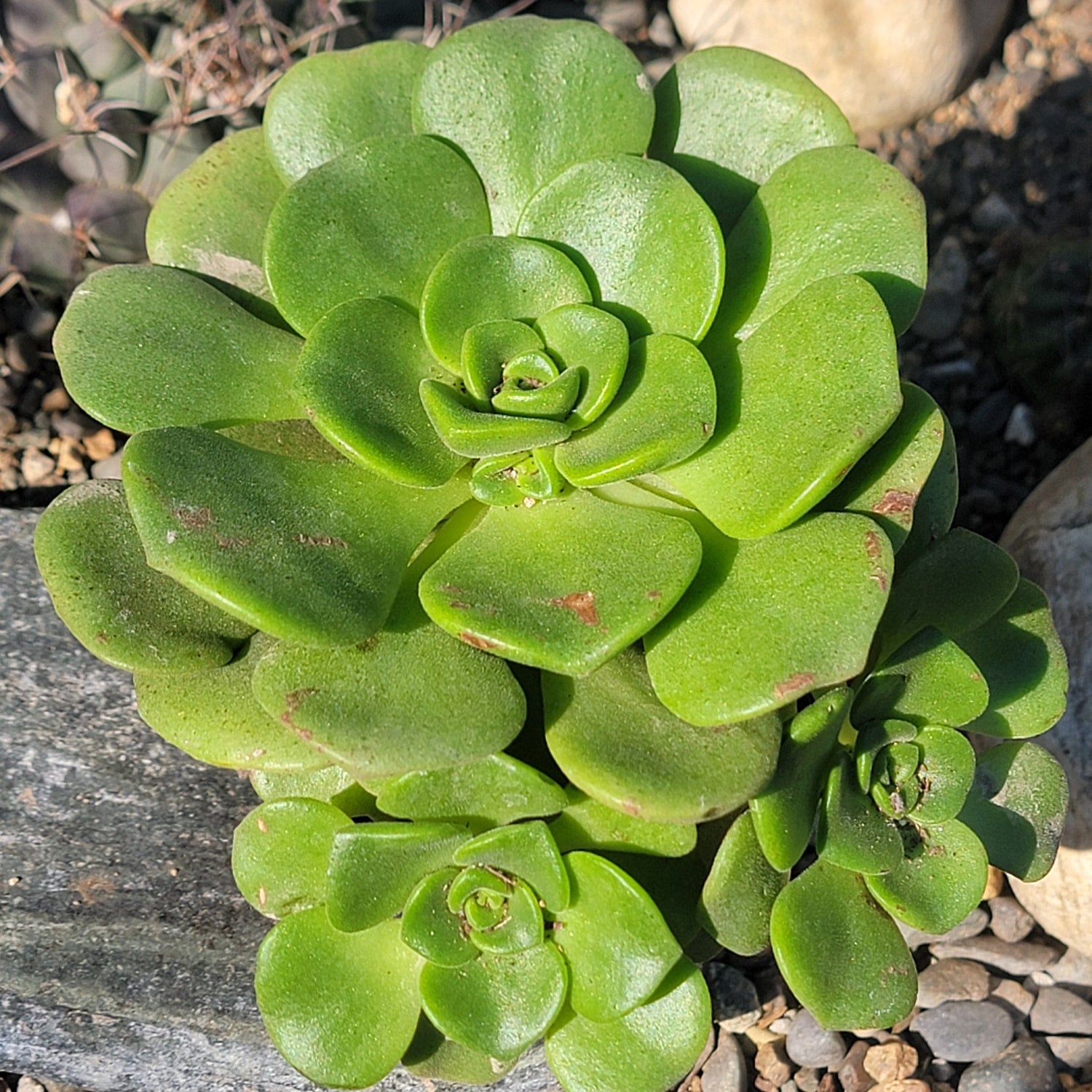 Aeonium 'Lilypad' - 4 Inch Assorted - Succulent - DesertScapeSucculent