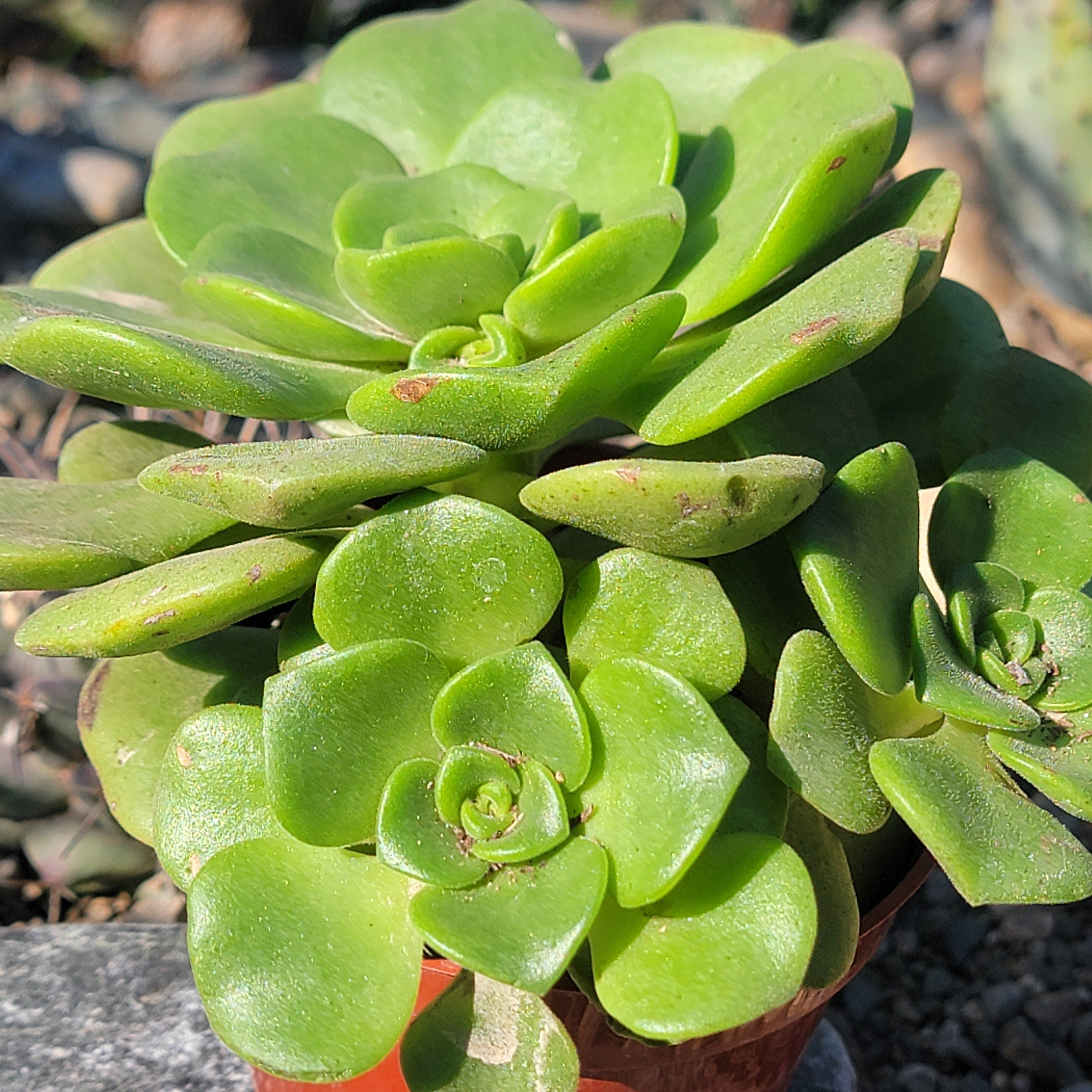 lily pad succulent Aeonium 'Lilypad'