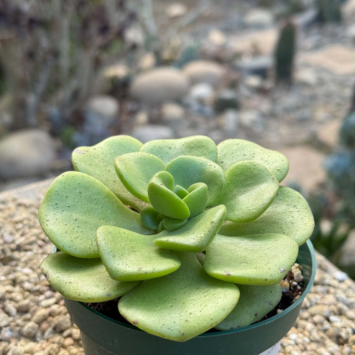 DesertScapeSucculent Succulent 4 Inch Aeonium 'Lilypad'