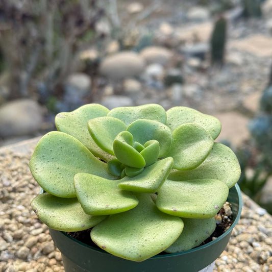 DesertScapeSucculent Succulent 4 Inch Aeonium 'Lilypad'