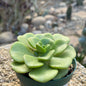 DesertScapeSucculent Succulent 4 Inch Aeonium 'Lilypad'