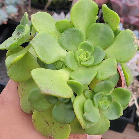 Aeonium 'Lilypad'