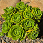 DesertScapeSucculent Succulent 6 Inch Aeonium 'Lilypad'