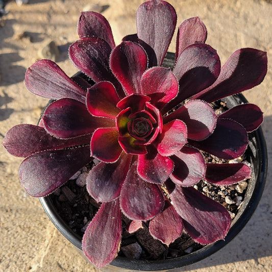 DesertScapeSucculent Succulent 4 Inch Assorted Aeonium 'Lina'