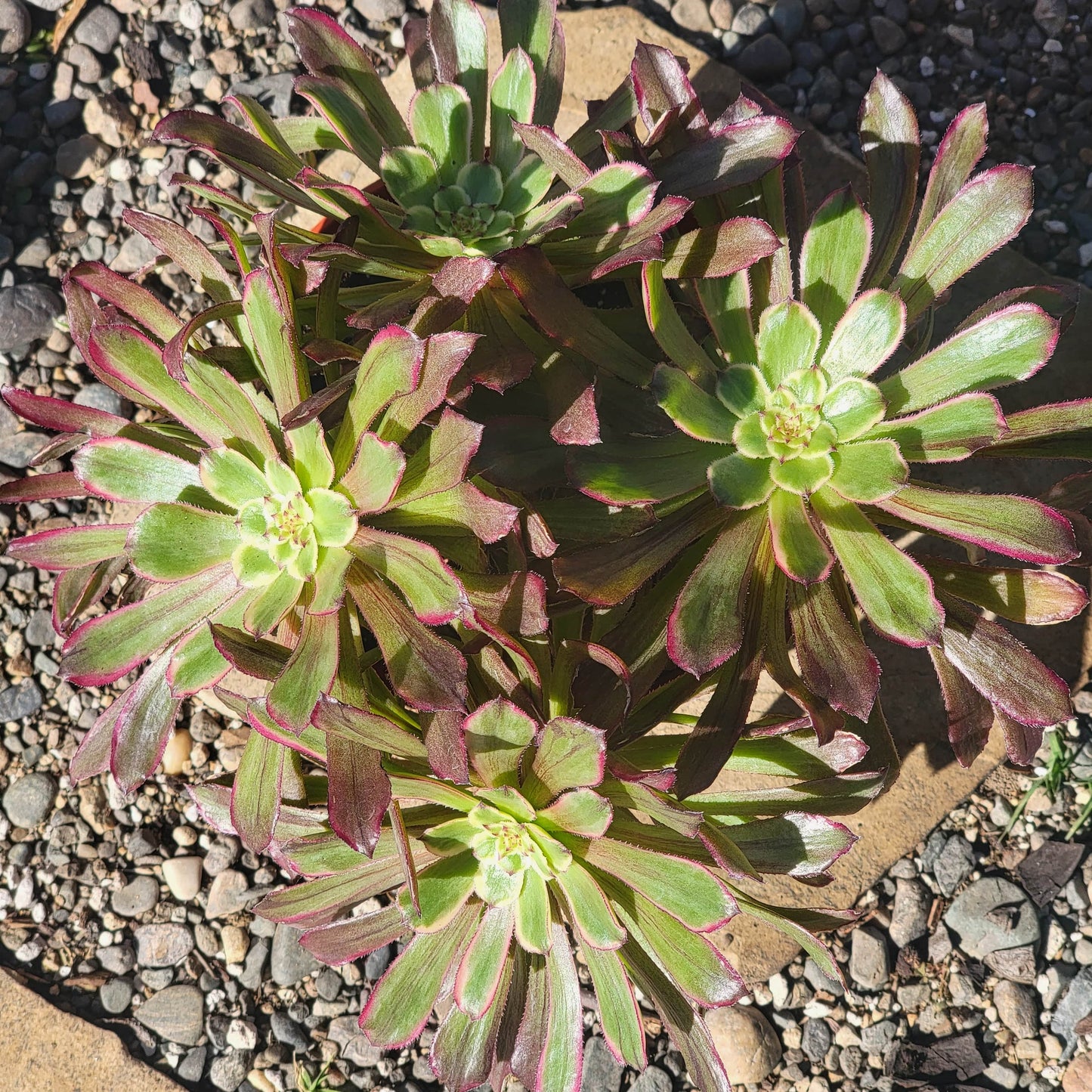 DesertScapeSucculent Succulent Aeonium 'Mardi Gras'