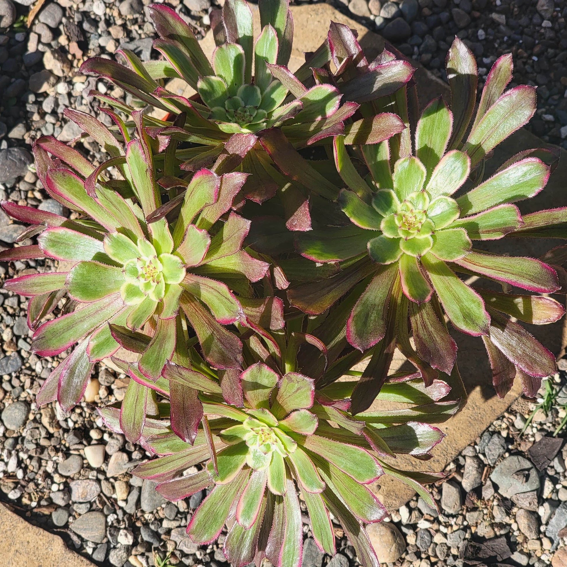 DesertScapeSucculent Succulent Aeonium 'Mardi Gras'