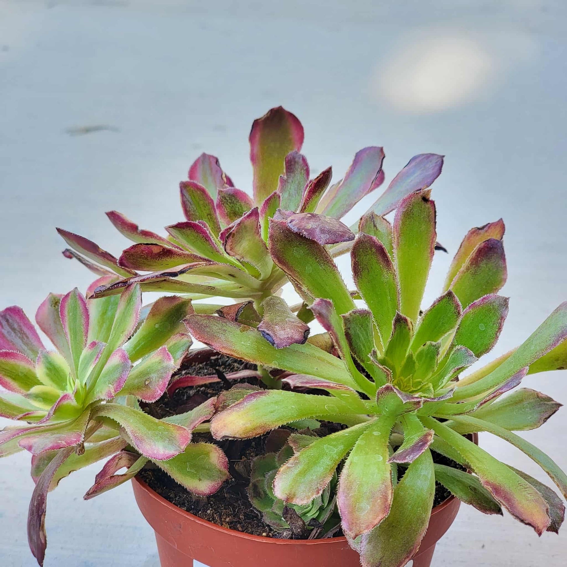 Aeonium 'Mardi Gras' - 6 Inch Cluster Assorted - Succulent - DesertScapeSucculent