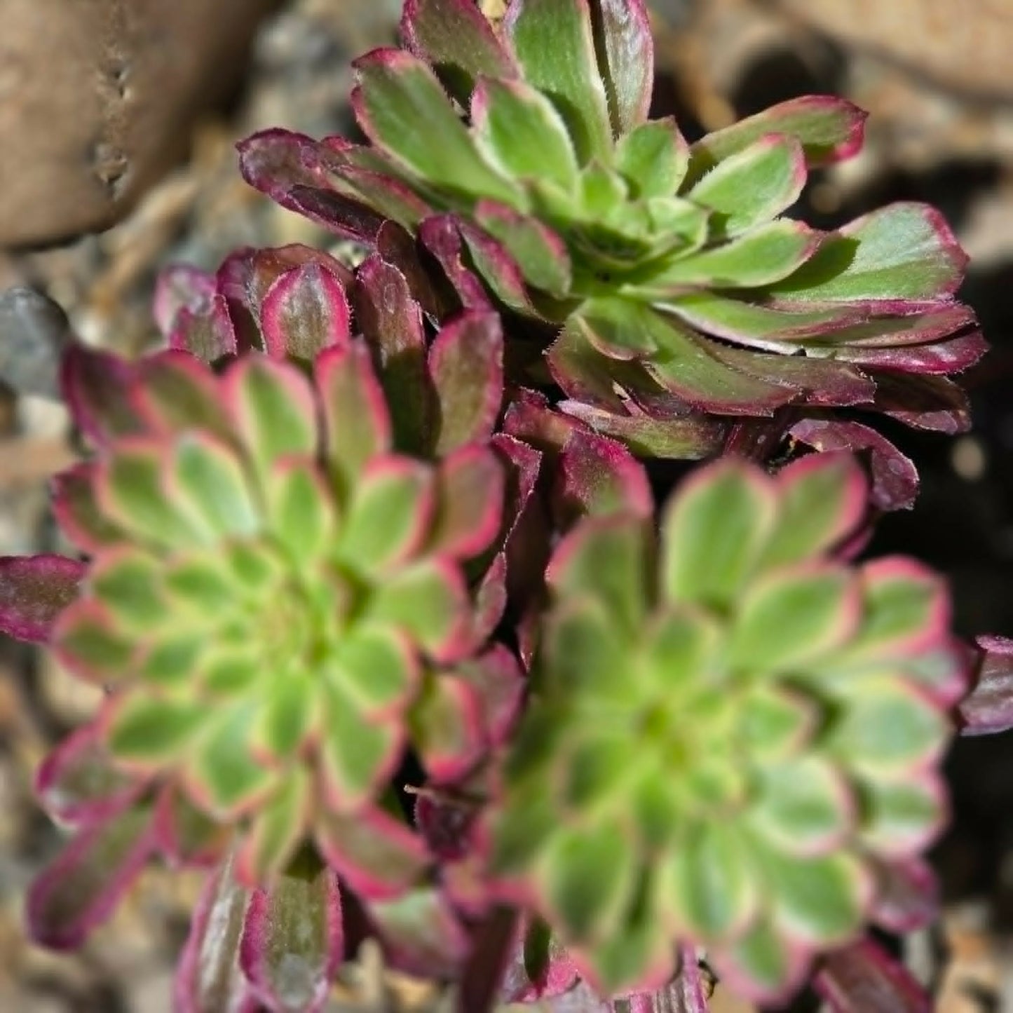 DesertScapeSucculent Succulent Aeonium 'Mardi Gras'