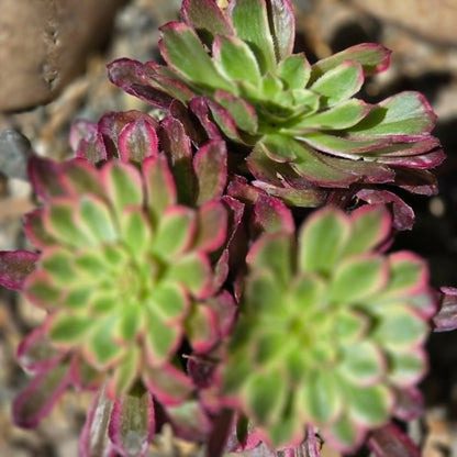 DesertScapeSucculent Succulent Aeonium 'Mardi Gras'