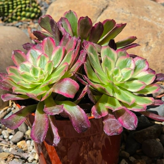 DesertScapeSucculent Succulent 4 Inch Aeonium 'Mardi Gras'