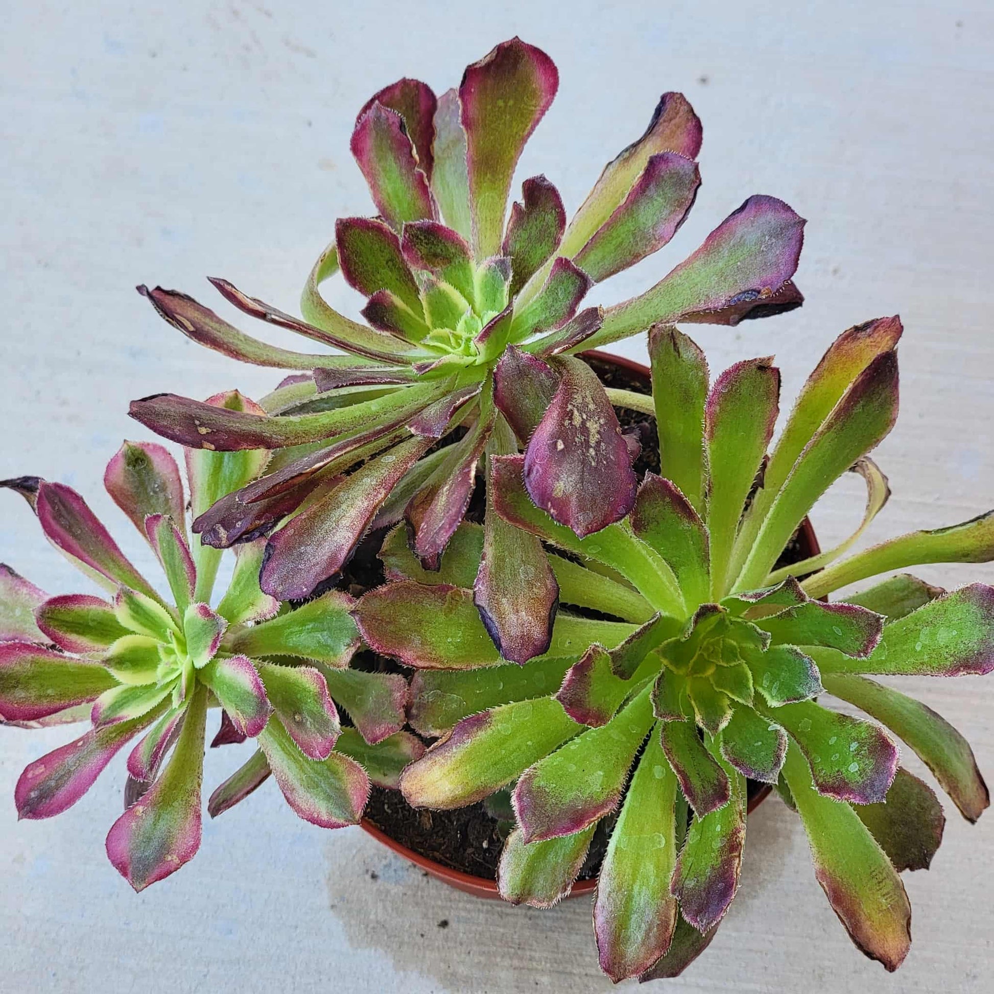 Aeonium 'Mardi Gras' - 4 Inch Assorted - Succulent - DesertScapeSucculent