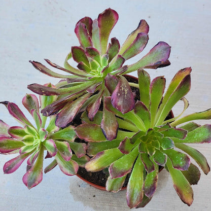 Aeonium 'Mardi Gras' - 4 Inch Assorted - Succulent - DesertScapeSucculent