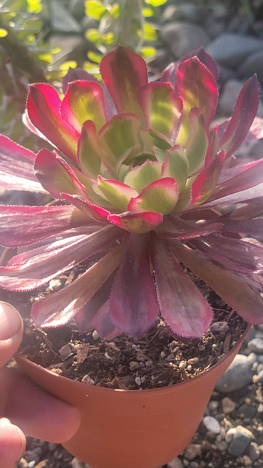 Aeonium 'Mardi Gras'