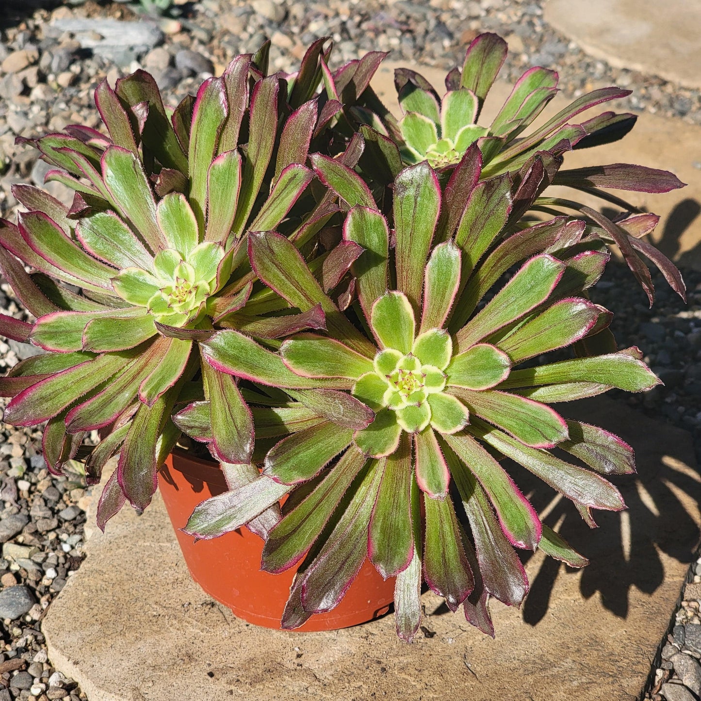 DesertScapeSucculent Succulent 6" Cluster Assorted Aeonium 'Mardi Gras'