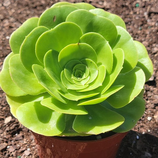 Aeonium 'Mint Saucer'