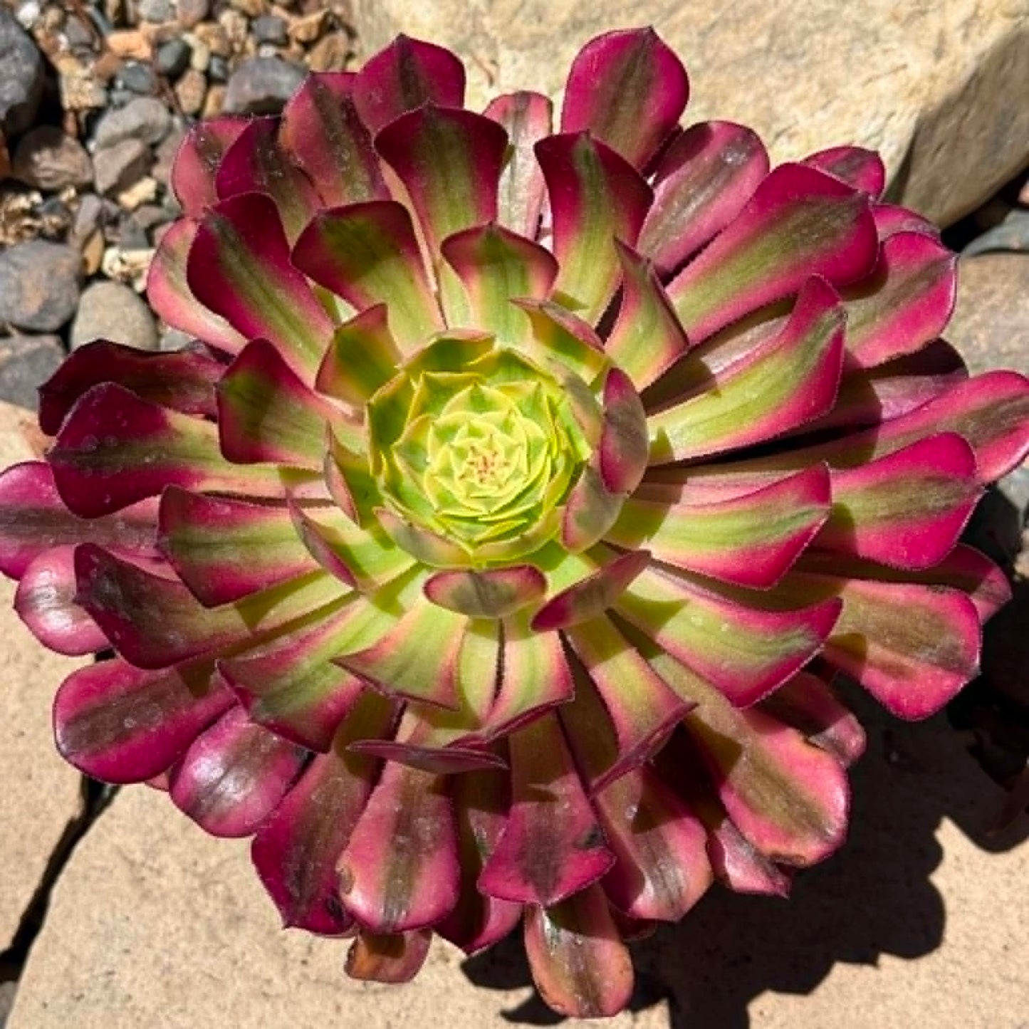 DesertScapeSucculent Succulent 6 Inch Assorted Aeonium 'Morning Glow'