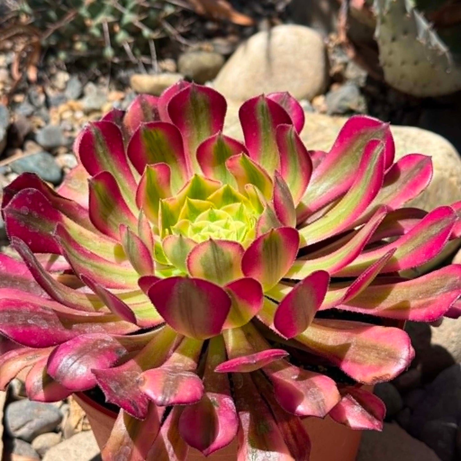DesertScapeSucculent Succulent 6 Inch Assorted Aeonium 'Morning Glow'