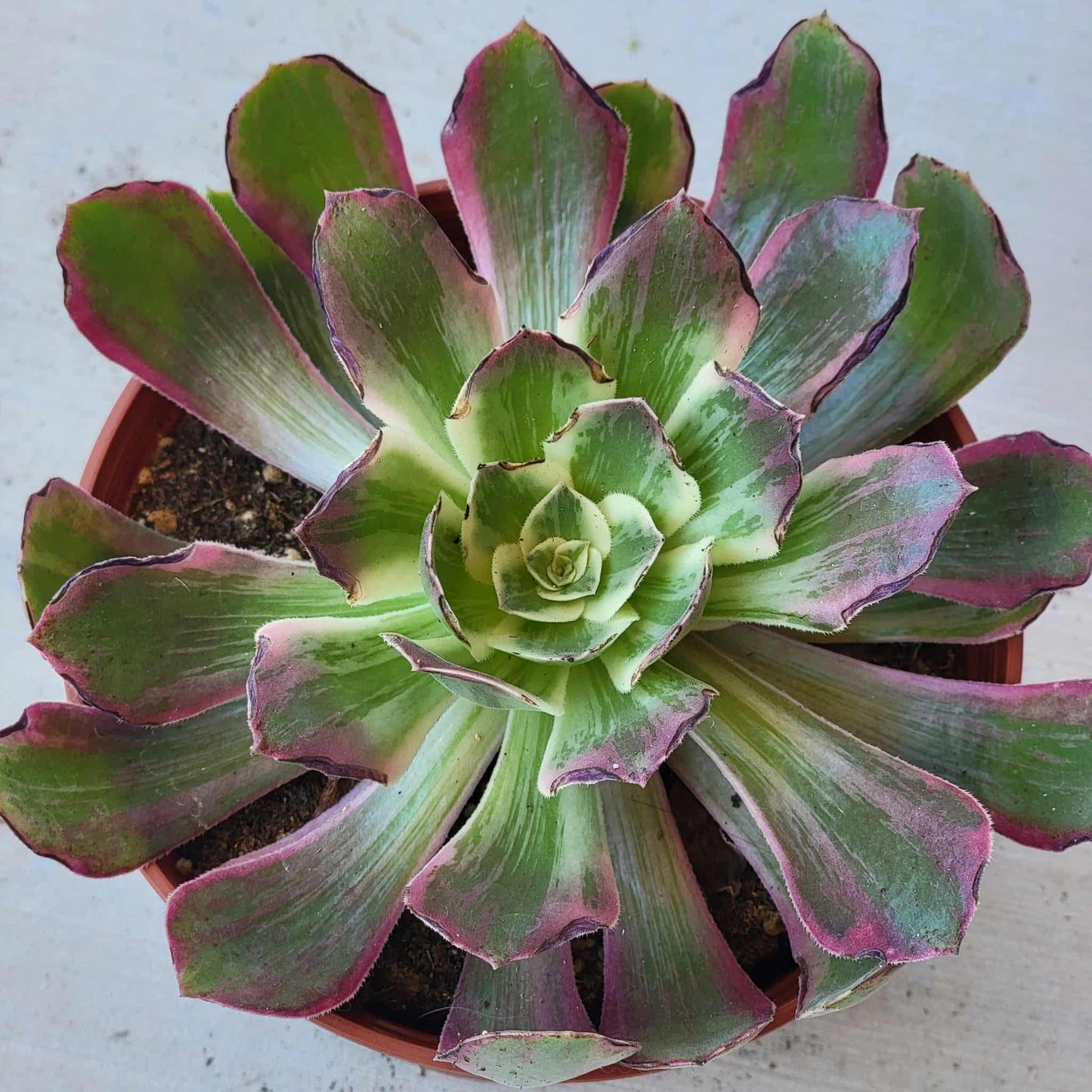 Aeonium ‘Pink Witch' - 6 Inch Assorted - Succulent - DesertScapeSucculent